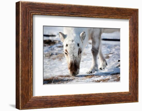 A Wild Reindeer on the Island of Spitsbergen, Svalbard, Norway-leaf-Framed Photographic Print