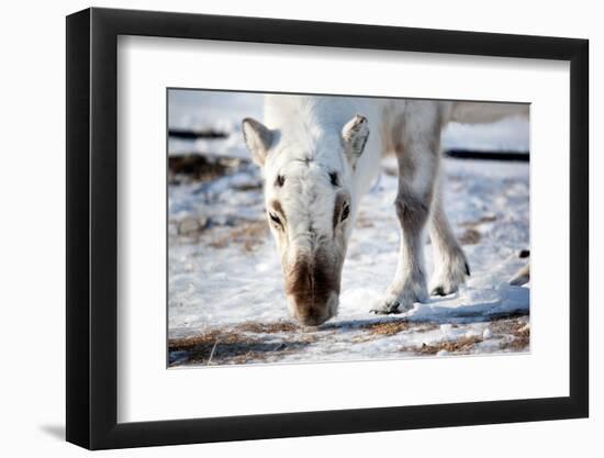 A Wild Reindeer on the Island of Spitsbergen, Svalbard, Norway-leaf-Framed Photographic Print