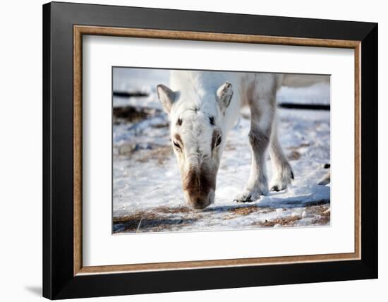 A Wild Reindeer on the Island of Spitsbergen, Svalbard, Norway-leaf-Framed Photographic Print