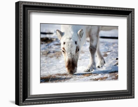 A Wild Reindeer on the Island of Spitsbergen, Svalbard, Norway-leaf-Framed Photographic Print