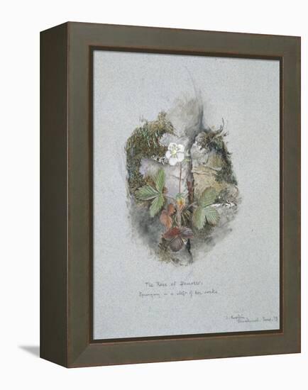 A Wild Strawberry Plant-John Ruskin-Framed Premier Image Canvas