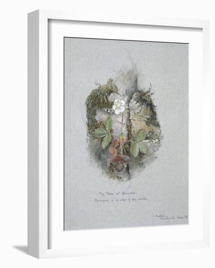 A Wild Strawberry Plant-John Ruskin-Framed Giclee Print