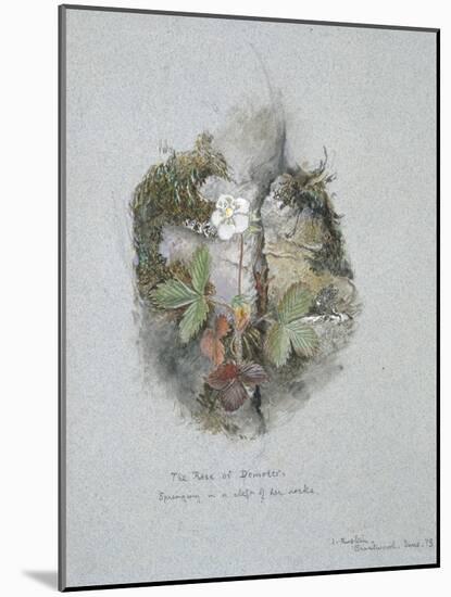 A Wild Strawberry Plant-John Ruskin-Mounted Giclee Print