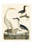 Heron Family II-A^ Wilson-Premium Giclee Print