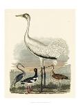 Heron Family III-A^ Wilson-Mounted Art Print