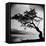 A Windswept Tree Silhouetted Against Bright Sunlight-John Gay-Framed Premier Image Canvas