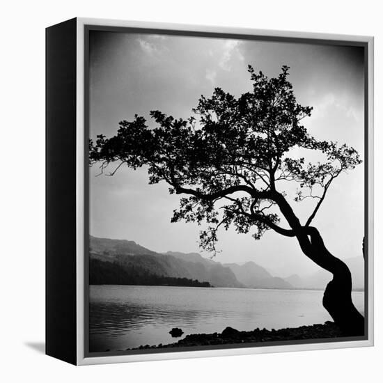 A Windswept Tree Silhouetted Against Bright Sunlight-John Gay-Framed Premier Image Canvas