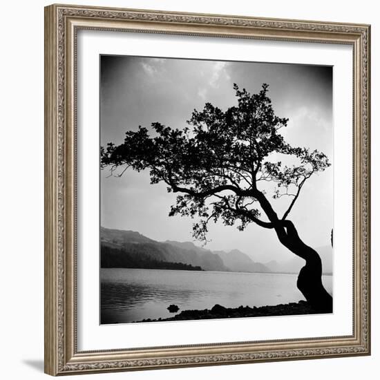 A Windswept Tree Silhouetted Against Bright Sunlight-John Gay-Framed Photographic Print