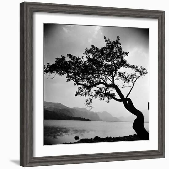 A Windswept Tree Silhouetted Against Bright Sunlight-John Gay-Framed Photographic Print