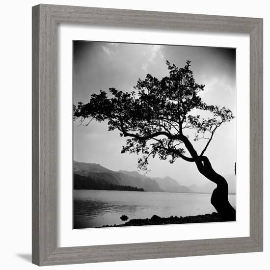 A Windswept Tree Silhouetted Against Bright Sunlight-John Gay-Framed Photographic Print