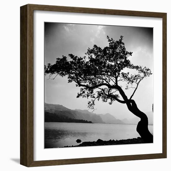 A Windswept Tree Silhouetted Against Bright Sunlight-John Gay-Framed Photographic Print