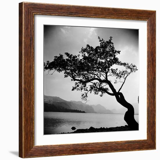 A Windswept Tree Silhouetted Against Bright Sunlight-John Gay-Framed Photographic Print