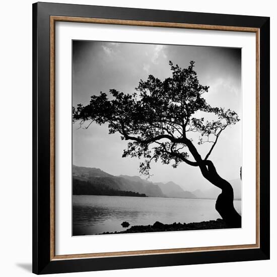 A Windswept Tree Silhouetted Against Bright Sunlight-John Gay-Framed Photographic Print