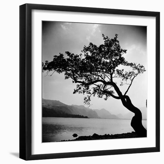 A Windswept Tree Silhouetted Against Bright Sunlight-John Gay-Framed Photographic Print