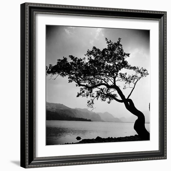 A Windswept Tree Silhouetted Against Bright Sunlight-John Gay-Framed Photographic Print