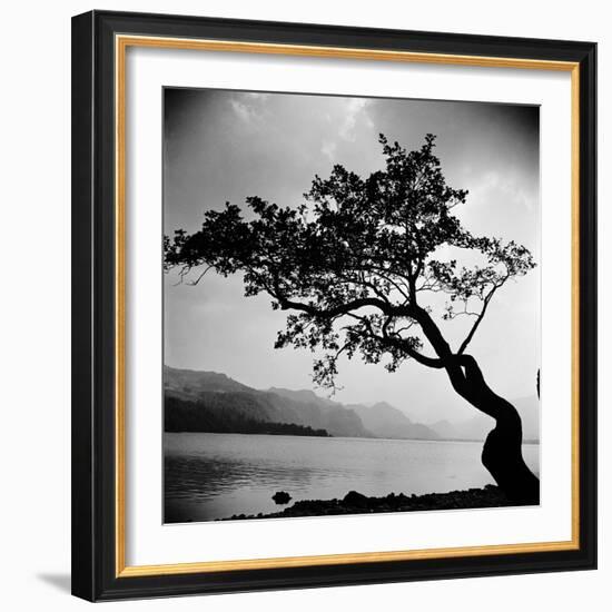 A Windswept Tree Silhouetted Against Bright Sunlight-John Gay-Framed Photographic Print