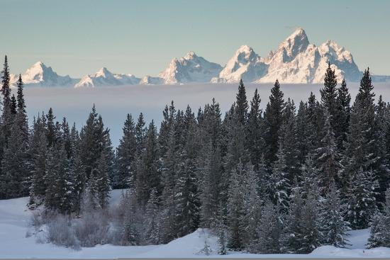 A Winter Forest Scene With The Teton Range In The Distance Photographic Print Greg Winston Art Com