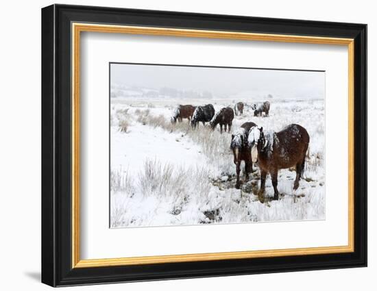 A Wintry Landscape on the Mynydd Epynt Moorland, Powys, Wales, United Kingdom, Europe-Graham Lawrence-Framed Photographic Print