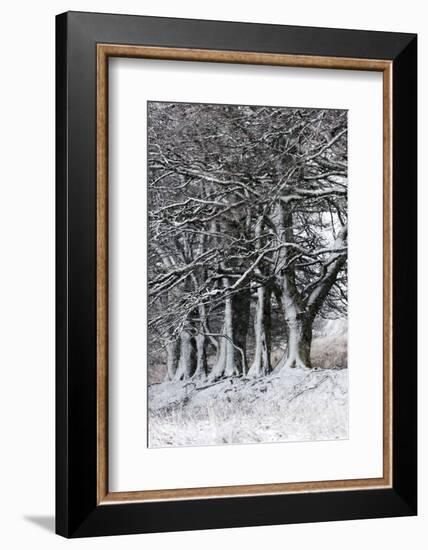 A Wintry Landscape on the Mynydd Epynt Moorland, Powys, Wales, United Kingdom, Europe-Graham Lawrence-Framed Photographic Print