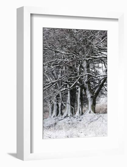 A Wintry Landscape on the Mynydd Epynt Moorland, Powys, Wales, United Kingdom, Europe-Graham Lawrence-Framed Photographic Print