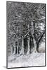 A Wintry Landscape on the Mynydd Epynt Moorland, Powys, Wales, United Kingdom, Europe-Graham Lawrence-Mounted Photographic Print