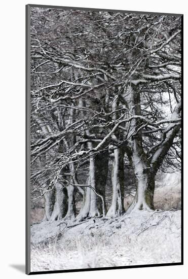 A Wintry Landscape on the Mynydd Epynt Moorland, Powys, Wales, United Kingdom, Europe-Graham Lawrence-Mounted Photographic Print