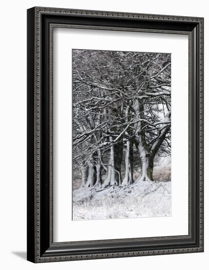 A Wintry Landscape on the Mynydd Epynt Moorland, Powys, Wales, United Kingdom, Europe-Graham Lawrence-Framed Photographic Print