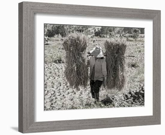 A Woman Carries Two Budles of Straw Through a Field in Thailand-Steven Boone-Framed Photographic Print