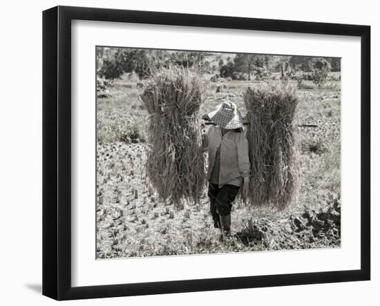 A Woman Carries Two Budles of Straw Through a Field in Thailand-Steven Boone-Framed Photographic Print
