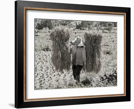 A Woman Carries Two Budles of Straw Through a Field in Thailand-Steven Boone-Framed Photographic Print