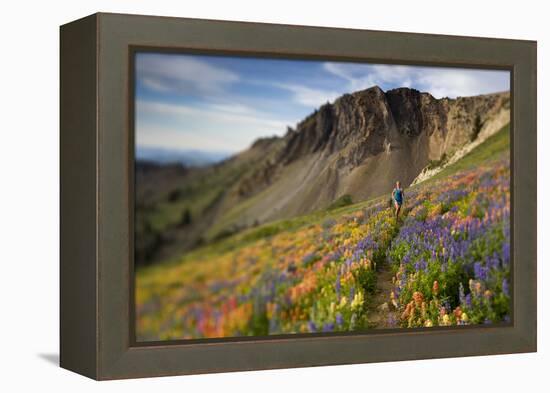 A Woman Enjoys a Morning Trail Run in a Meadow of Wildflowers at Snowbird Ski and Summer Resort, Ut-Adam Barker-Framed Premier Image Canvas