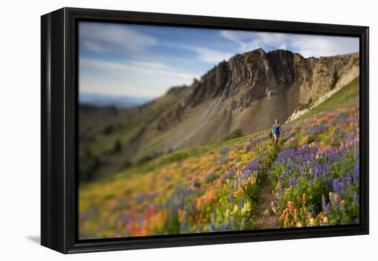 A Woman Enjoys a Morning Trail Run in a Meadow of Wildflowers at Snowbird Ski and Summer Resort, Ut-Adam Barker-Framed Premier Image Canvas