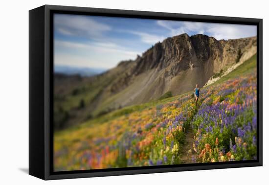A Woman Enjoys a Morning Trail Run in a Meadow of Wildflowers at Snowbird Ski and Summer Resort, Ut-Adam Barker-Framed Premier Image Canvas