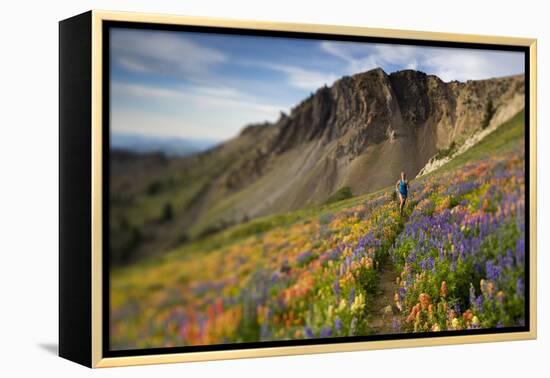 A Woman Enjoys a Morning Trail Run in a Meadow of Wildflowers at Snowbird Ski and Summer Resort, Ut-Adam Barker-Framed Premier Image Canvas