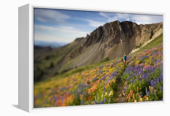 A Woman Enjoys a Morning Trail Run in a Meadow of Wildflowers at Snowbird Ski and Summer Resort, Ut-Adam Barker-Framed Premier Image Canvas