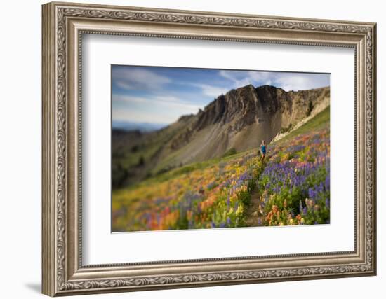 A Woman Enjoys a Morning Trail Run in a Meadow of Wildflowers at Snowbird Ski and Summer Resort, Ut-Adam Barker-Framed Photographic Print