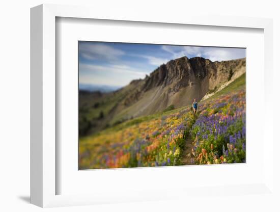 A Woman Enjoys a Morning Trail Run in a Meadow of Wildflowers at Snowbird Ski and Summer Resort, Ut-Adam Barker-Framed Photographic Print