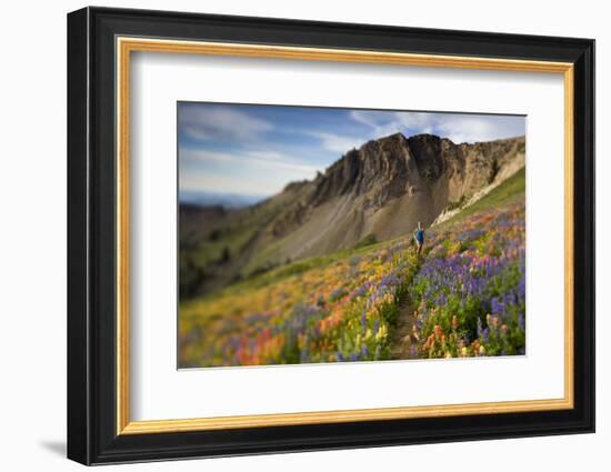 A Woman Enjoys a Morning Trail Run in a Meadow of Wildflowers at Snowbird Ski and Summer Resort, Ut-Adam Barker-Framed Photographic Print