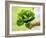 A Woman Holding a Lettuce-null-Framed Photographic Print