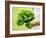 A Woman Holding a Lettuce-null-Framed Photographic Print