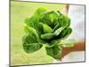 A Woman Holding a Lettuce-null-Mounted Photographic Print