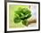 A Woman Holding a Lettuce-null-Framed Photographic Print