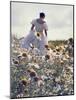 A Woman in a White Victorian Dress, Walking Among Camomile Flowers on a Meadow on a Sunny Day-Malgorzata Maj-Mounted Photographic Print