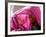 A Woman Shields Her Child from the Sun Using Her Scarf-null-Framed Photographic Print