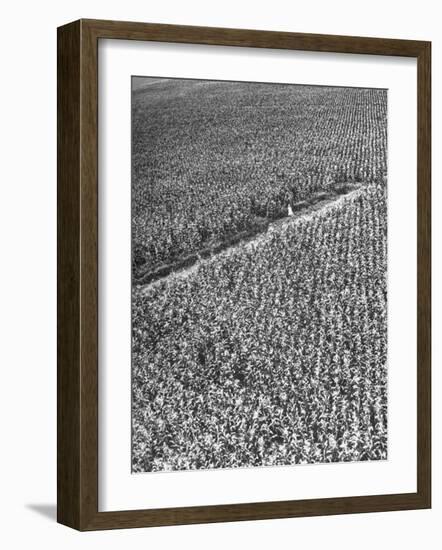 A Woman Standing in the Middle of a Corn Field on a Farm-null-Framed Photographic Print