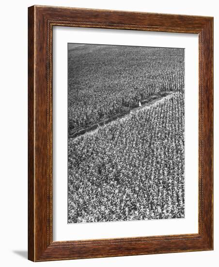 A Woman Standing in the Middle of a Corn Field on a Farm-null-Framed Photographic Print