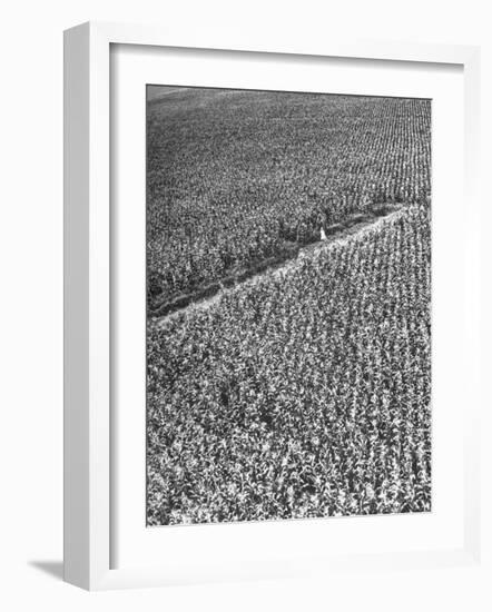 A Woman Standing in the Middle of a Corn Field on a Farm-null-Framed Photographic Print