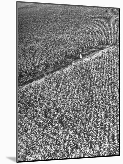 A Woman Standing in the Middle of a Corn Field on a Farm-null-Mounted Photographic Print
