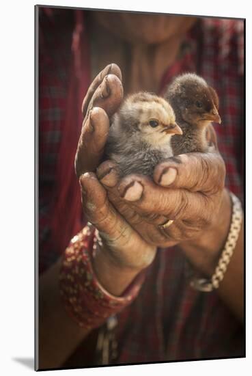A Women Cuddles Her Baby Chickens Outside Of Kathmandu, Nepal-Rebecca Gaal-Mounted Photographic Print