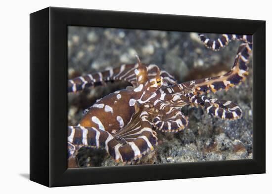 A Wonderpus Octopus Crawls across a Sand Slope-Stocktrek Images-Framed Premier Image Canvas